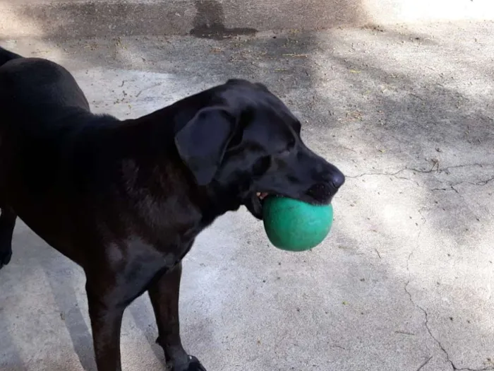 Cachorro ra a Mix labrador  idade 2 anos nome Marley