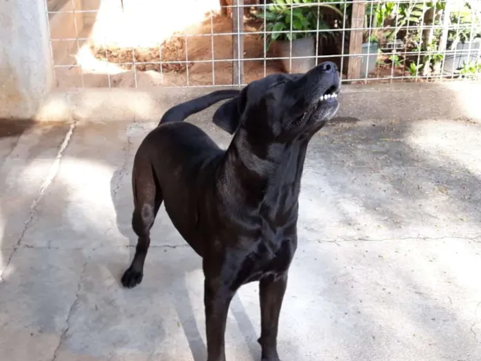 Cachorro ra a Mix labrador  idade 2 anos nome Marley