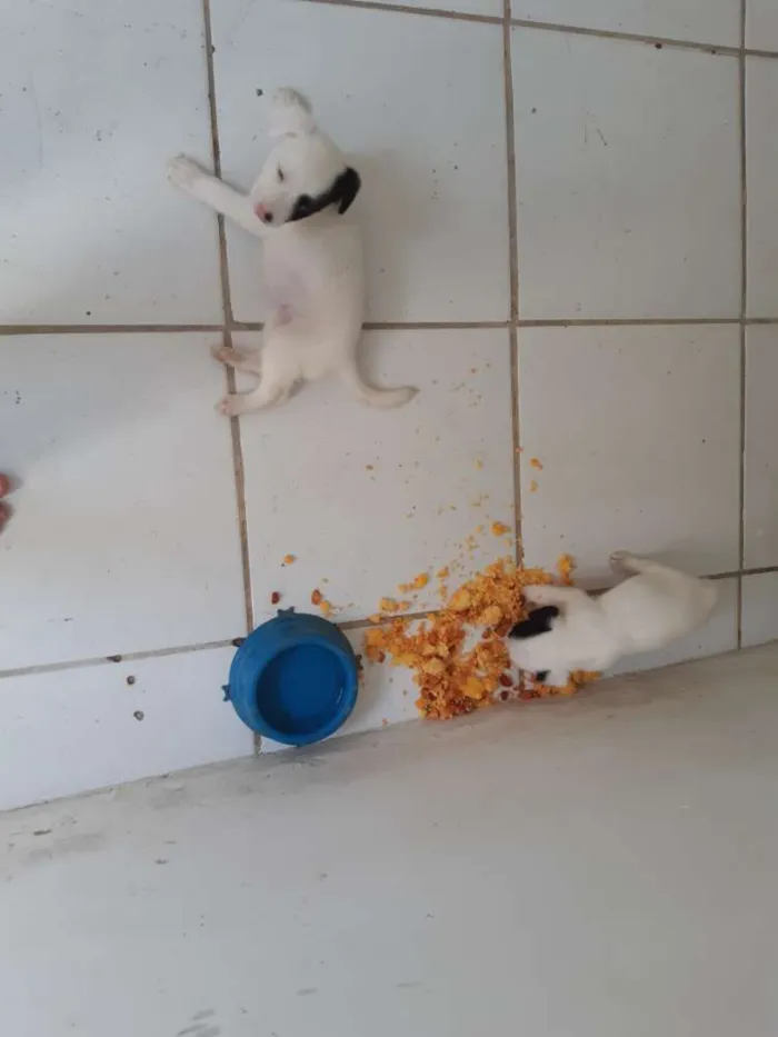 Cachorro ra a Não sei idade 2 a 6 meses nome Pipoca e Docinho