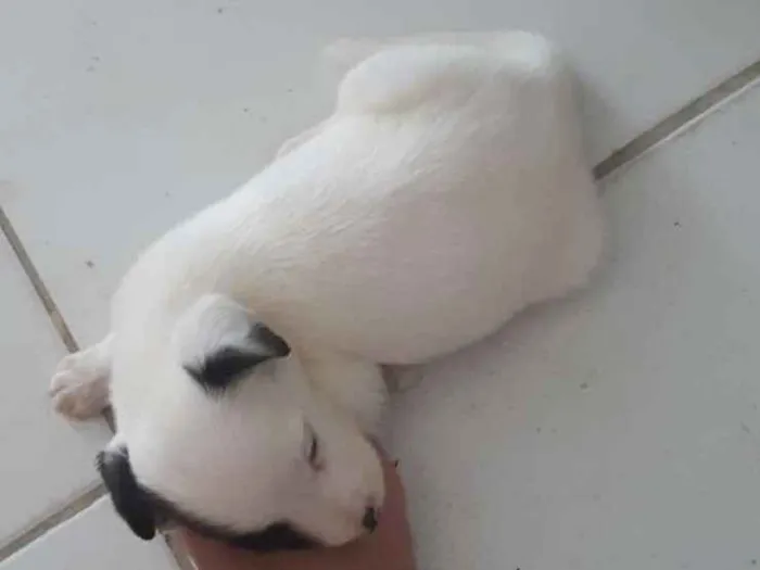 Cachorro ra a Não sei idade 2 a 6 meses nome Pipoca e Docinho