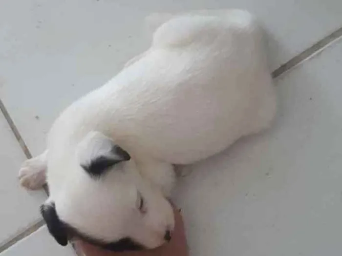 Cachorro ra a Não sei idade 2 a 6 meses nome Pipoca e Docinho