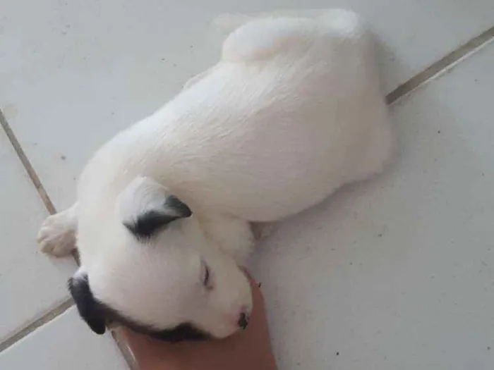 Cachorro ra a Não sei idade 2 a 6 meses nome Pipoca e Docinho