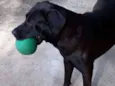 Marley
