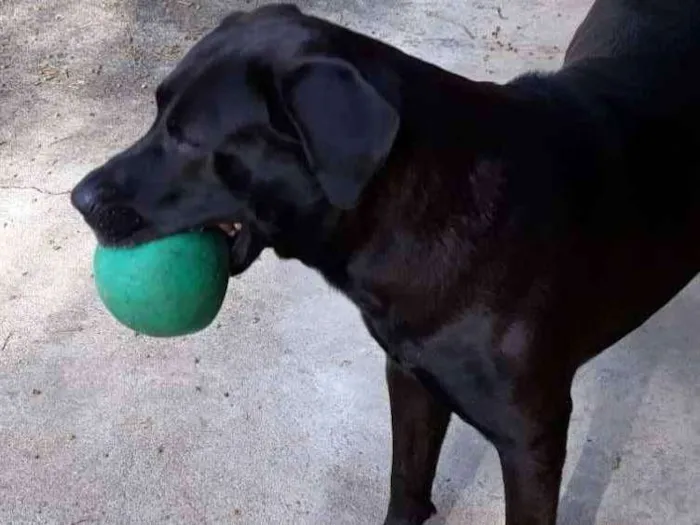 Cachorro ra a Mix labrador  idade 2 anos nome Marley