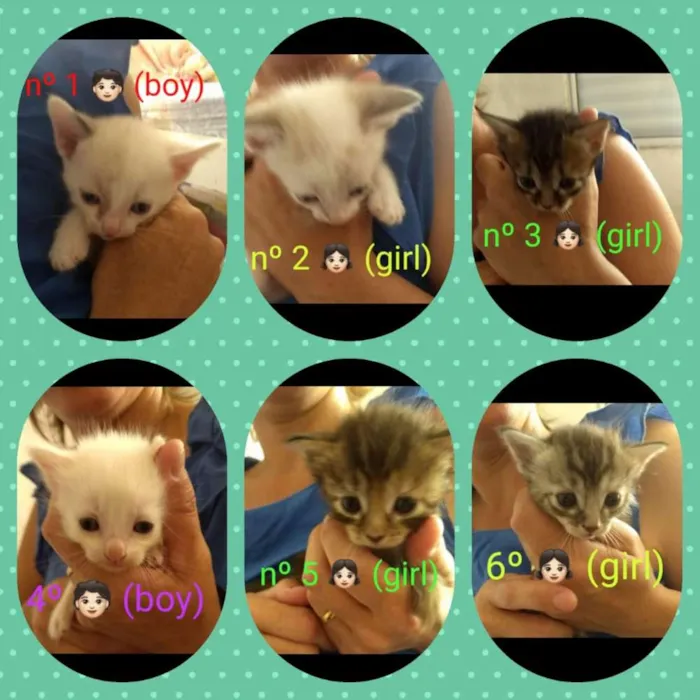 Gato ra a Não sei idade Abaixo de 2 meses nome Ainda não tem