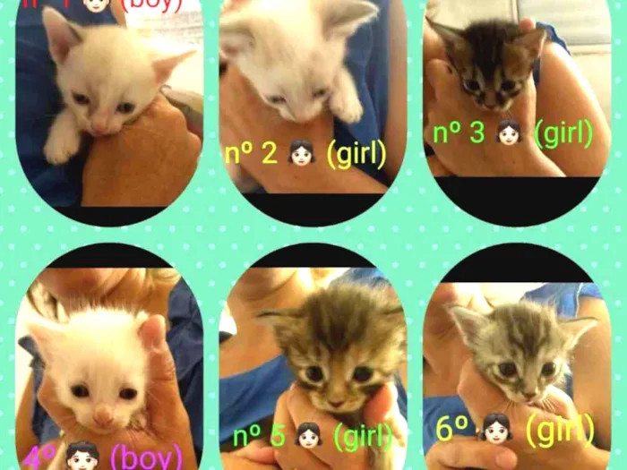 Gato ra a Não sei idade Abaixo de 2 meses nome Ainda não tem