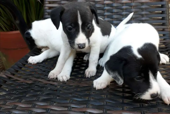 Cachorro ra a Vira lata  idade 2 a 6 meses nome 3 filhote 1 macho 2f