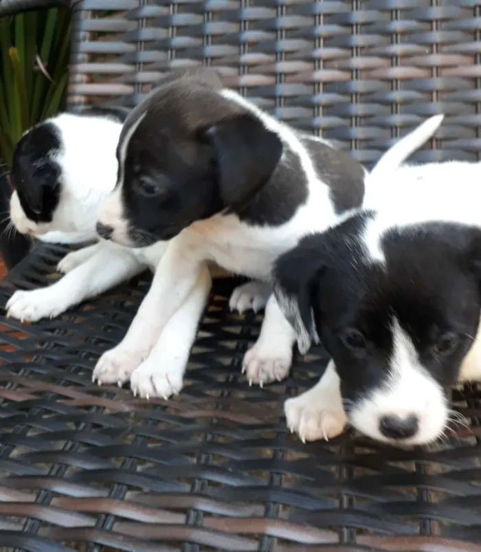 Cachorro ra a Vira lata  idade 2 a 6 meses nome 3 filhote 1 macho 2f