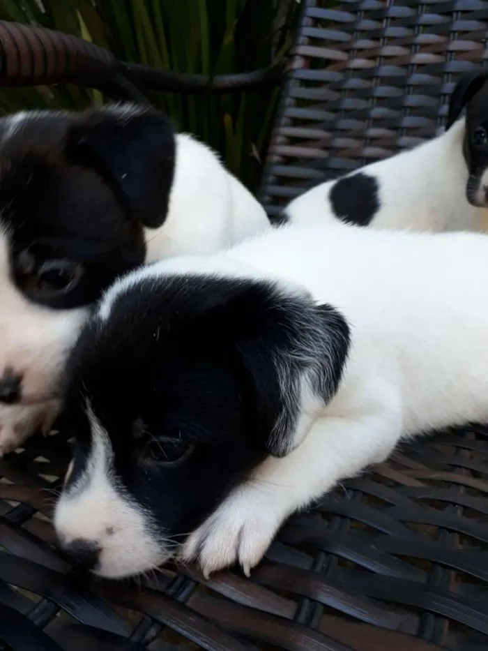 Cachorro ra a Vira lata  idade 2 a 6 meses nome 3 filhote 1 macho 2f