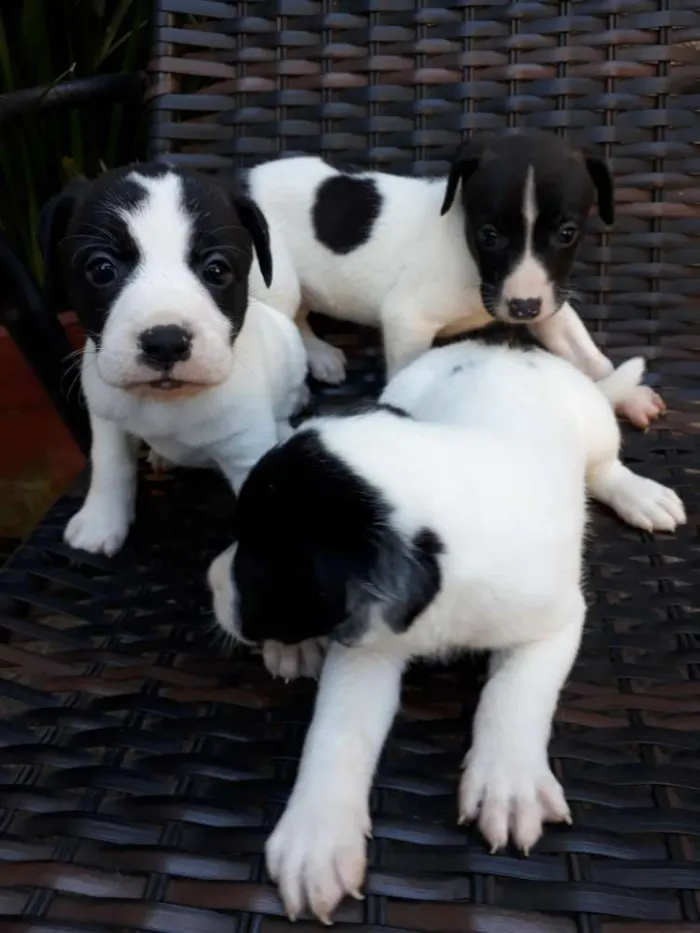 Cachorro ra a Vira lata  idade 2 a 6 meses nome 3 filhote 1 macho 2f