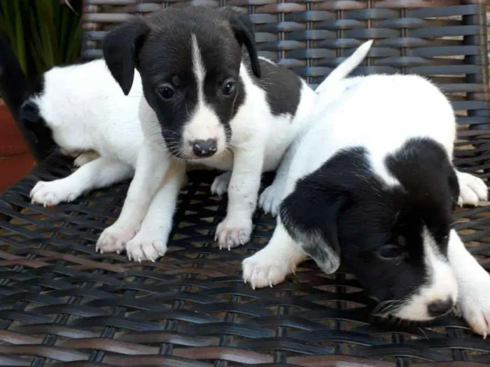 Cachorro ra a Vira lata  idade 2 a 6 meses nome 3 filhote 1 macho 2f