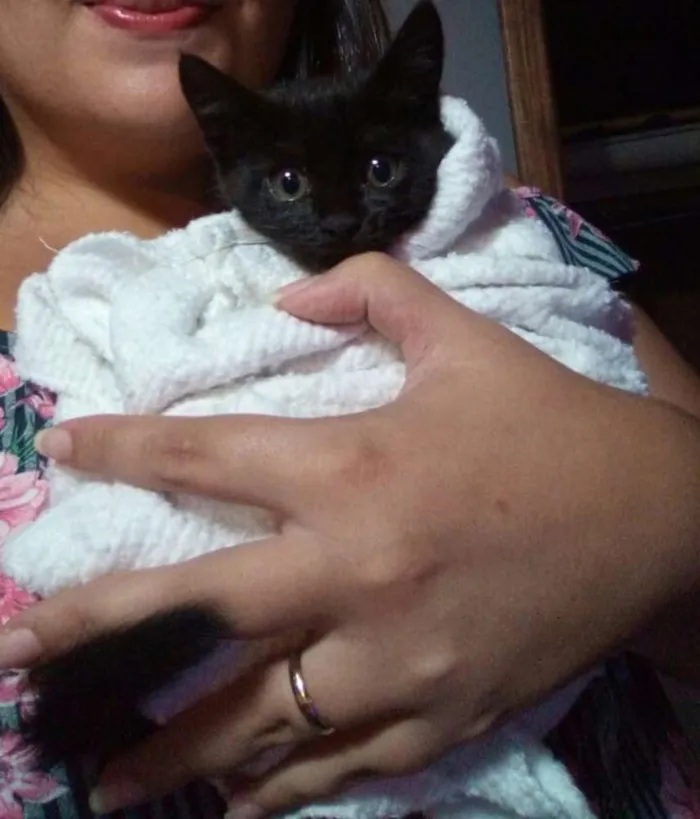 Gato ra a Indefinida idade Abaixo de 2 meses nome Vitor (Vitória)