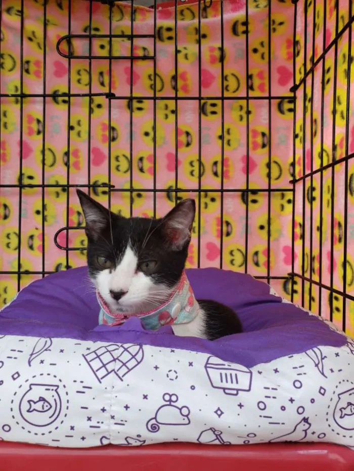 Gato ra a SRD idade 2 a 6 meses nome Lua