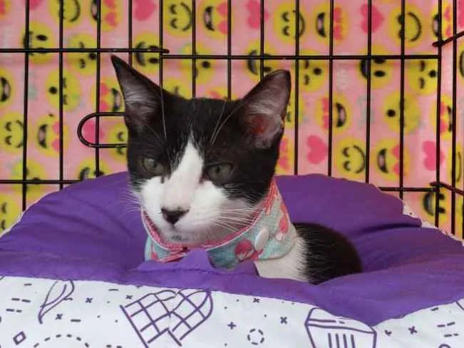Gato ra a SRD idade 2 a 6 meses nome Lua