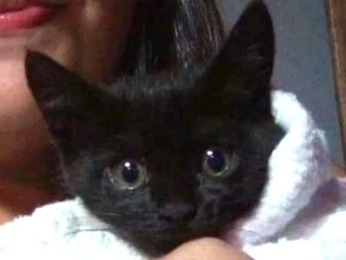 Gato ra a Indefinida idade Abaixo de 2 meses nome Vitor (Vitória)