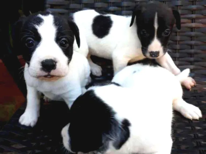 Cachorro ra a Vira lata  idade 2 a 6 meses nome 3 filhote 1 macho 2f