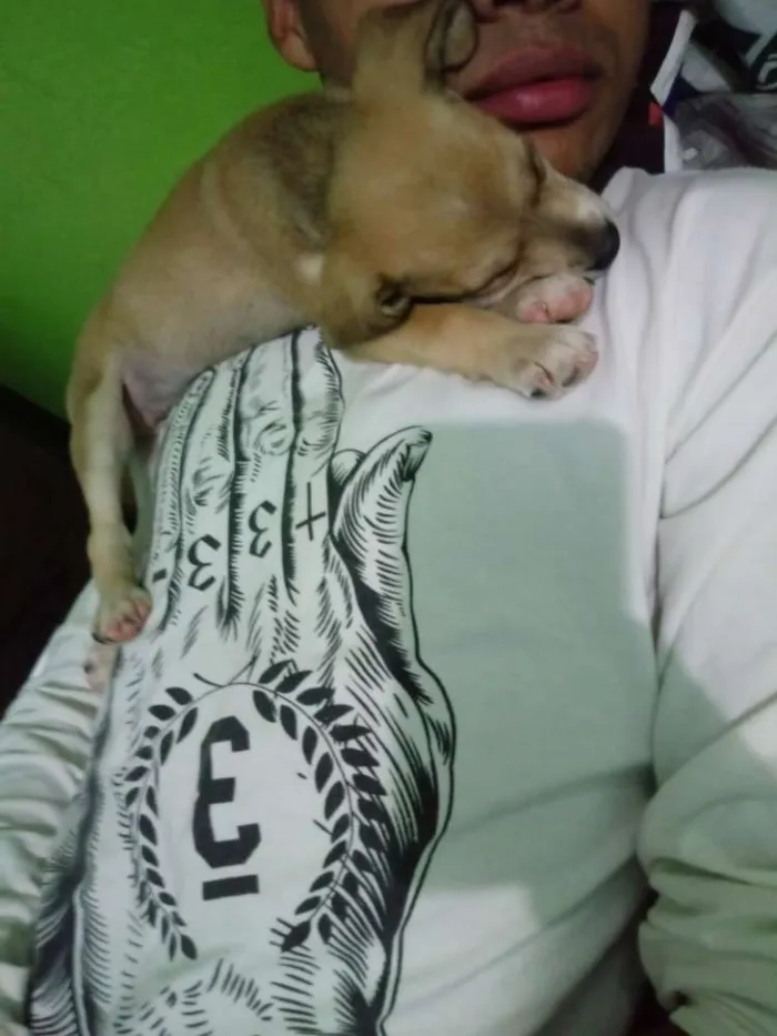 Cachorro ra a É de raça , porém nao sei qual idade 2 a 6 meses nome Bibi