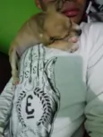 Bibi