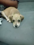 Bibi