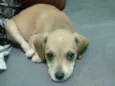 Bibi