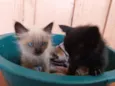 Luna e Sophie