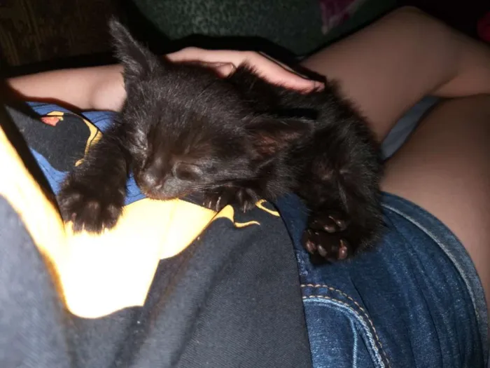 Gato raça RDN (Raça Não Definida) idade Abaixo de 2 meses nome Luna e Sophie