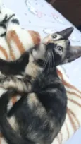 Cléo