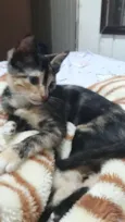 Cléo