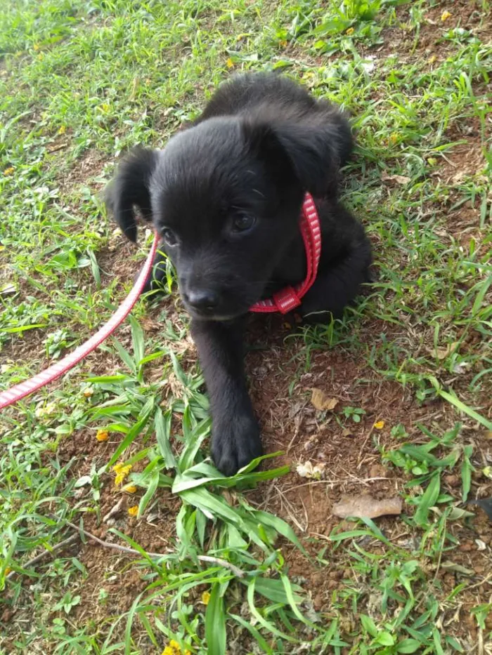 Cachorro ra a Vira lata com Shitzu idade 2 a 6 meses nome Lua