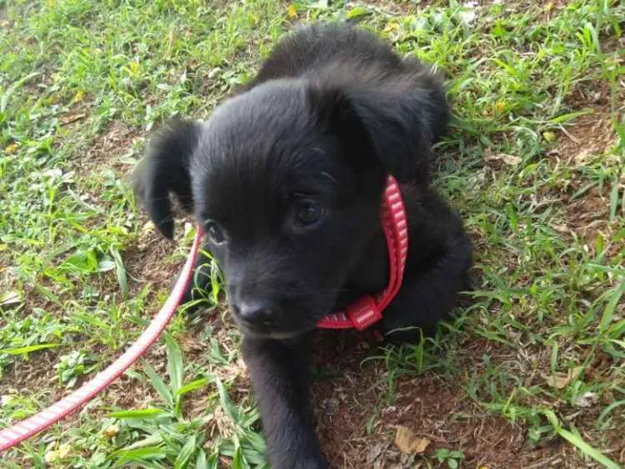 Cachorro ra a Vira lata com Shitzu idade 2 a 6 meses nome Lua