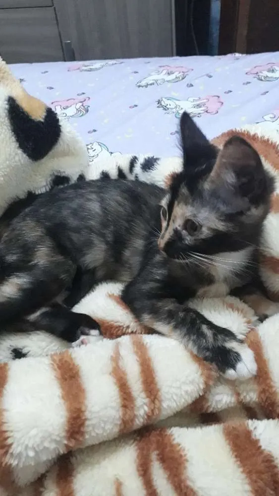 Gato raça Vira-lata idade 2 a 6 meses nome Cléo