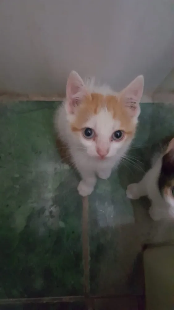 Gato ra a SRD idade Abaixo de 2 meses nome Pepita