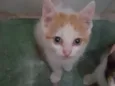 Pepita