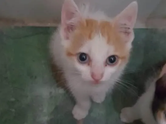 Gato ra a SRD idade Abaixo de 2 meses nome Pepita