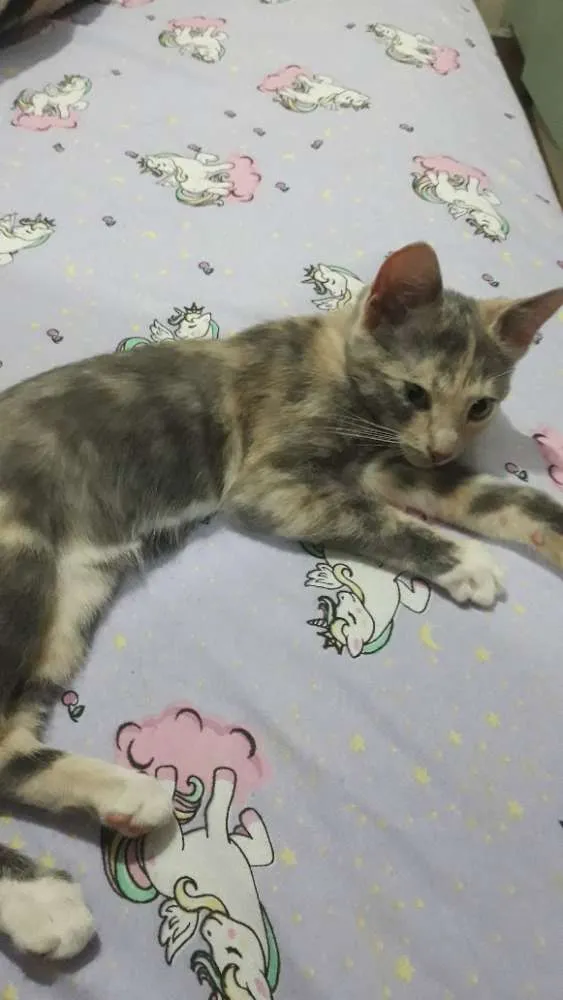 Gato raça Vira-lata idade 2 a 6 meses nome Atena