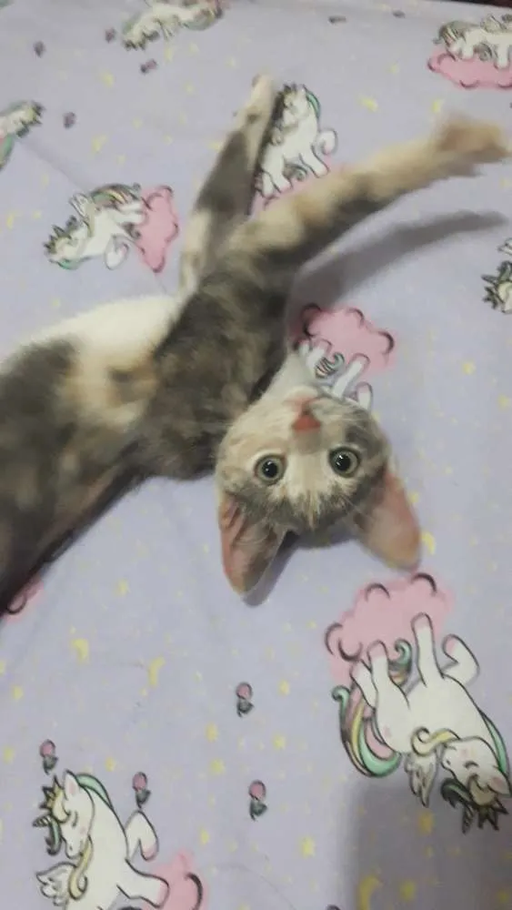 Gato raça Vira-lata idade 2 a 6 meses nome Atena
