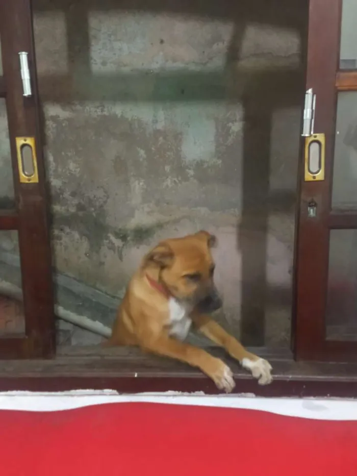 Cachorro ra a Vira lata idade 2 a 6 meses nome Lecy