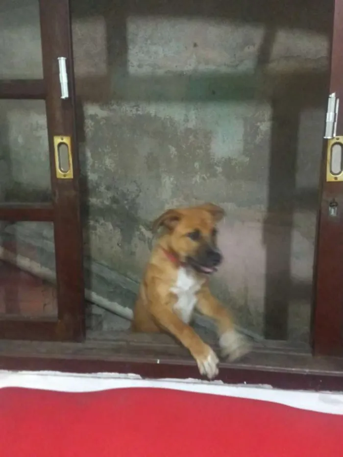 Cachorro ra a Vira lata idade 2 a 6 meses nome Lecy