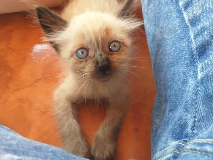 Gato raça RDN (Raça Não Definida) idade Abaixo de 2 meses nome Luna e Sophie