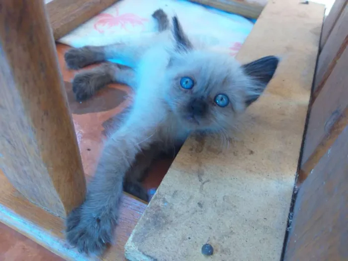 Gato raça RDN (Raça Não Definida) idade Abaixo de 2 meses nome Luna e Sophie