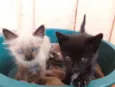 Luna e Sophie