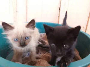 Gato raça RDN (Raça Não Definida) idade Abaixo de 2 meses nome Luna e Sophie