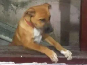 Cachorro raça Vira lata idade 2 a 6 meses nome Lecy