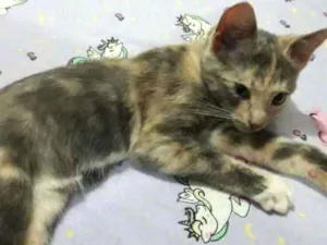 Gato raça Vira-lata idade 2 a 6 meses nome Atena