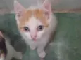 Pepita