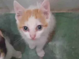 Gato raça SRD idade Abaixo de 2 meses nome Pepita
