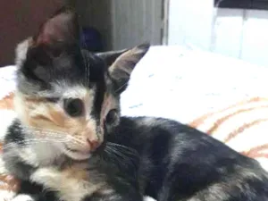 Gato raça Vira-lata idade 2 a 6 meses nome Cléo