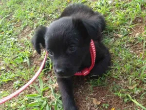 Cachorro raça Vira lata com Shitzu idade 2 a 6 meses nome Lua