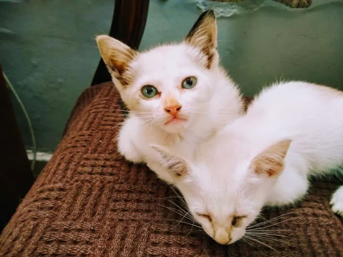 Gato ra a Angorá com olhos azuis idade Abaixo de 2 meses nome Sem nome