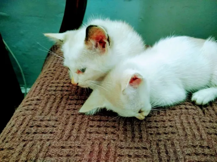 Gato ra a Angorá com olhos azuis idade Abaixo de 2 meses nome Sem nome